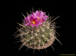 Thelocactus macdowelli 2294